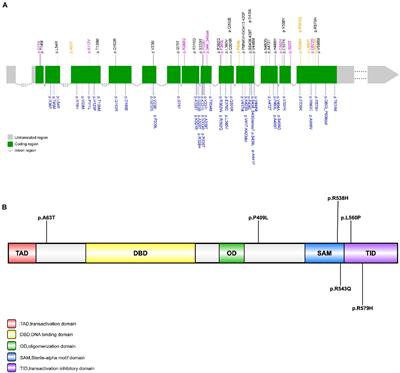 Genetic and clinical analysis of TP73 gene in amyotrophic lateral sclerosis patients from Chinese mainland